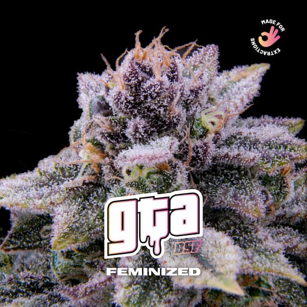 GTA Samen > BSF Seeds | Feminisierte Hanfsamen  |  Sativa